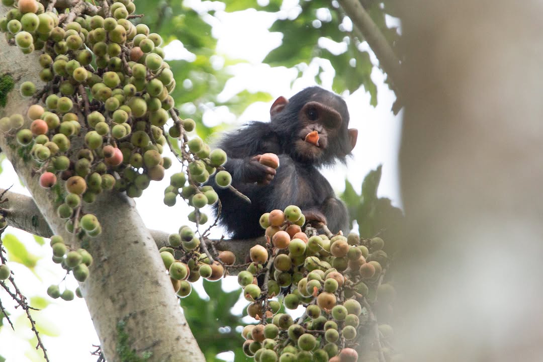 Lake Tanganyika Boat Transfer